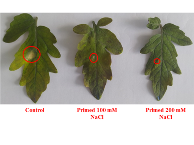priming of disease resistance small