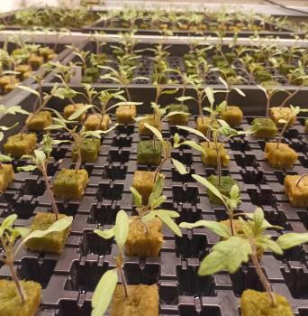 tomatenkeimlinge small
