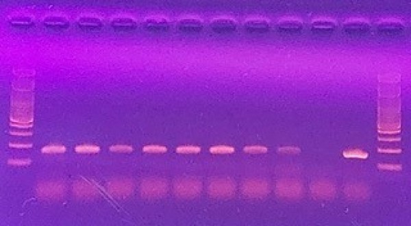 pcr 600