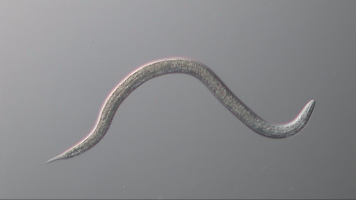 nematode small