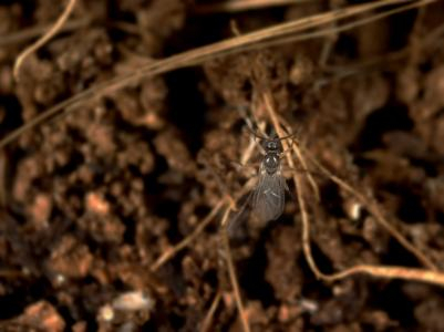 trauermucke adult small